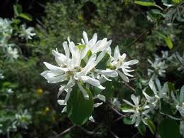 Image result for Amelanchier ovalis