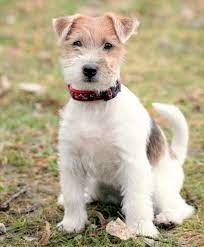 Minimum of 4 dogs earning titles. Long Haired Jack Russell Terrier A Complete Guide To The Rough Coat Jack Russell