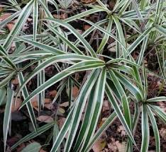 Image result for Carex lycurus