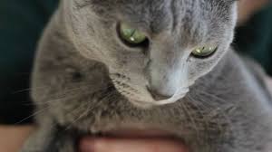 Consider the character of the cat. Russian Blue Cat Luna Youtube