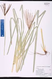 Image result for Eustachys