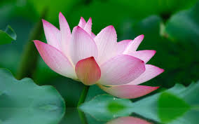 Lotus Hd Wallpapers Backgrounds Lotus Flower Wallpaper Flower Wallpaper Lily Lotus