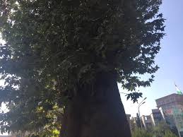 Тохир махкамов (tohir mahkamov) — лола кизгалдок. Shifo Eftan Az Hudo Ø§Ù„Ù…Ù†Ø´ÙˆØ±Ø§Øª ÙÙŠØ³Ø¨ÙˆÙƒ