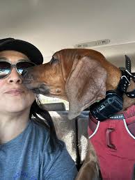 So this dude destroys all the toys, furniture, pillows and blankets,  however, this ultra soft rubber pig became his best friend. He is very  gentle with it. Does anyone else dobie does