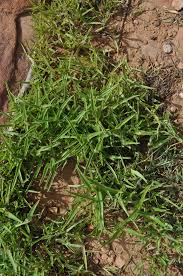 Image result for Cyanotis lanata