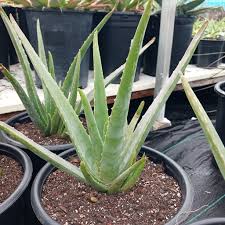 Image result for Aloe veseyi