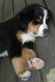 Baby Niko Oh My God Give Me Him Susseste Haustiere Ausgestopftes Tier Hundebabys
