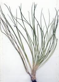 Image result for Isoetes alstonii