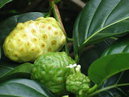 Pin On Noni Fruit