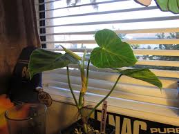 Philodendron Pseudo Verrucosum Plant Leaves Plants Philodendron