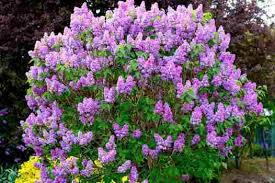 How do i identify a shrub? Types Of Purple Flowers Plants That Give Stunning Color To Your Garden