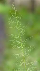 Image result for Sporobolus tenuissimus