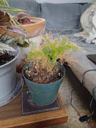 Check spelling or type a new query. How Can I Help My Sad Asparagus Fern Houseplants