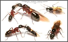 Antsmania Fourmis Photos Antsmania Fourmis Elevage Fourmis Insectes