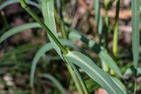 Image result for Echinochloa crus-pavonis