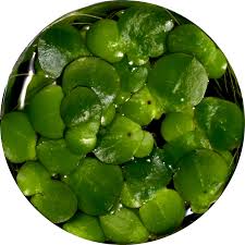 Image result for Wolffiella hyalina