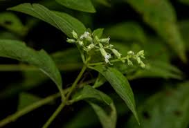 Image result for Hoslundia opposita