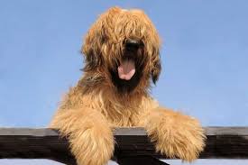 briard hund charakter wesen ernahrung pflege briard hund hunde franzosische hunderassen