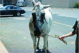Know The Signs Of Epm A Master Of Disguise The Horse