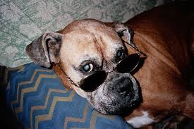 Ugly Dog Books Sohrab Hura He and his owner bev nicholson showed their british. ugly dog books sohrab hura