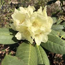 Large Yellow Flowers Of Rhododendron Lacteum Plants Nurseries Garden Gardens Gardening Gardeners Sussex Placestovisit Open We Plants Market Garden