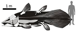 Image result for Coelachne