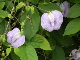 Image result for Centrosema pubescens