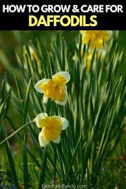 Daffodil Flowers How To Plant Grow And Care For Narcissus Bulbs In 2020 Daffodil Flower Daffodils Narcissus Bulbs