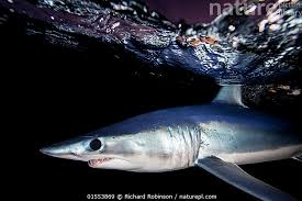 Image result for Isurus oxyrinchus