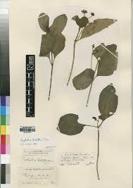 Image result for Psychotria moninensis