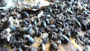 Maybe you would like to learn more about one of these? Serangga Misterius Serang Rumah Warga Di Situbondo