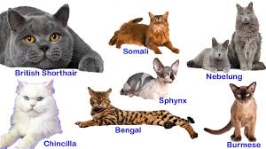 Dunyadaki 66 Kedi Irki 66 Cat Breeds In The World Youtube