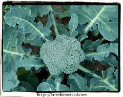 Posted on march 11, 2021 by admin. Companion Plants For Broccoli Archives Farm Homestead