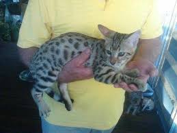 Search 239 listings to find the best deals. Bengal Cats For Sale In San Antonio Texas Classified Americanlisted Com