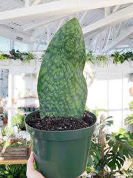 Though slow growing, the whale fin can reach a truly impressive size compared to other members of the genus. Sansevieria Masoniana Whale Fin Snake Plant Botaniful