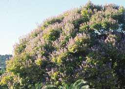 Image result for Millettia grandis
