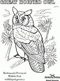 Realistic Great Horned Owl Coloring Page For Adults Letscolorit Com Owl Coloring Pages Animal Coloring Pages Bird Coloring Pages