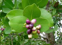 Image result for Syzygium cordatum
