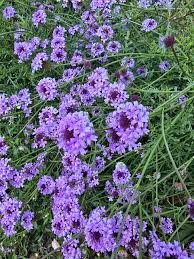 Image result for Nemesia lilacina
