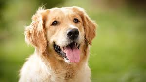 Golden Retriever Price Temperament Life Span