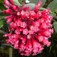 Image result for Clerodendrum fasciculatum