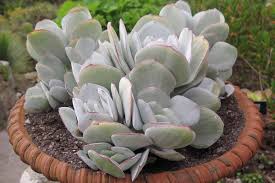 Image result for Crassula globularioides
