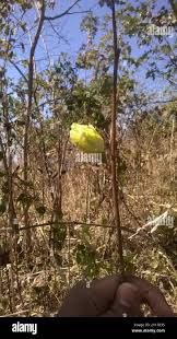 Image result for Azanza lampas