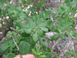 Image result for Searsia tenuinervis