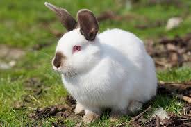 Check spelling or type a new query. Californian Rabbit Albinsm Red Eyes And Himalayan Point Markings The Pets Dialogue