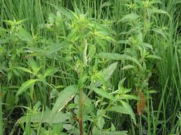 Image result for Ludwigia octovalvis