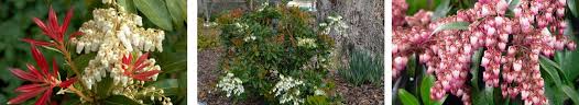 Image result for Pieris japonský obrázek