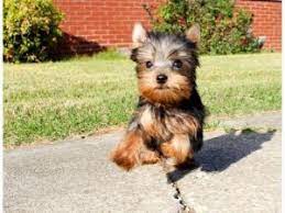 Designer bred puppies, purebred puppies, special order puppies Best Yorkie Breeders In Texas 2021 We Love Doodles