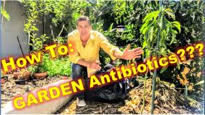 Laguna hills nursery awards & accolades. Graft On Graft Fruit Fig Tree Gary S Best Fig Tree Laguna Hills Nursery Santa Ana Ca Youtube