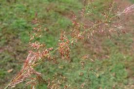 Image result for Melinis minutiflora